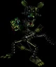 Phantom Mangle