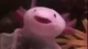 Axolotl