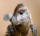 Baby Velociraptor