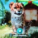 Cheetah Cub