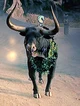 Bull of sacred