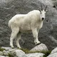 Wise mountain goat