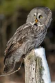 Great Grey Owl