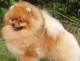 Pomeranian RP