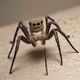 Brain Spider