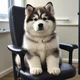 Manny Malamute