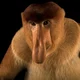 proboscis monkey