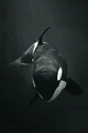 Orca