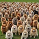 1000 Chow Chows