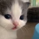 Psychologist kitten