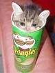 Gato Pringles