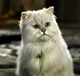 Snowbell the Cat