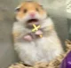 Religious Hamster