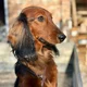 Long-Haired Dachshun