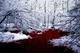 Bleeding Snow