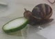 snail