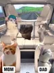 Cat roadtrip