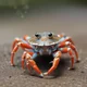 Tickle crab