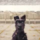Chief - Isle of Dogs