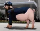 Talking Pig Officer