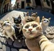 Catverse