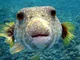 Chill PufferFish