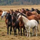 Wild horse journey 