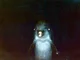 Delfin 