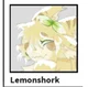 Lemon Shork