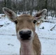 Deer 