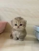 Cute cat