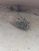 A Dead Fly