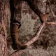 the huntress