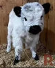 Your little cow