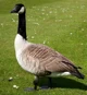Goose rp