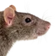 Rat
