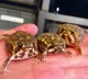 Rain frogs