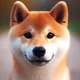 Shiba Inu
