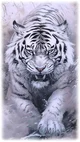 White Siberian Tiger