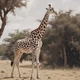 Divine giraffe 