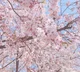 Sakura trees