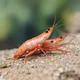 Shrimpo