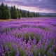 Lavander