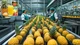 Pineapple Factory
