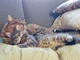 Myst and Fahg