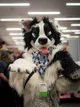 TripECollie Fursuit 