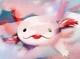 The Axolotl 