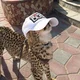 Cheetah Life