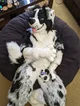 TripECollie Fursuit