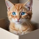 Smirking kitten